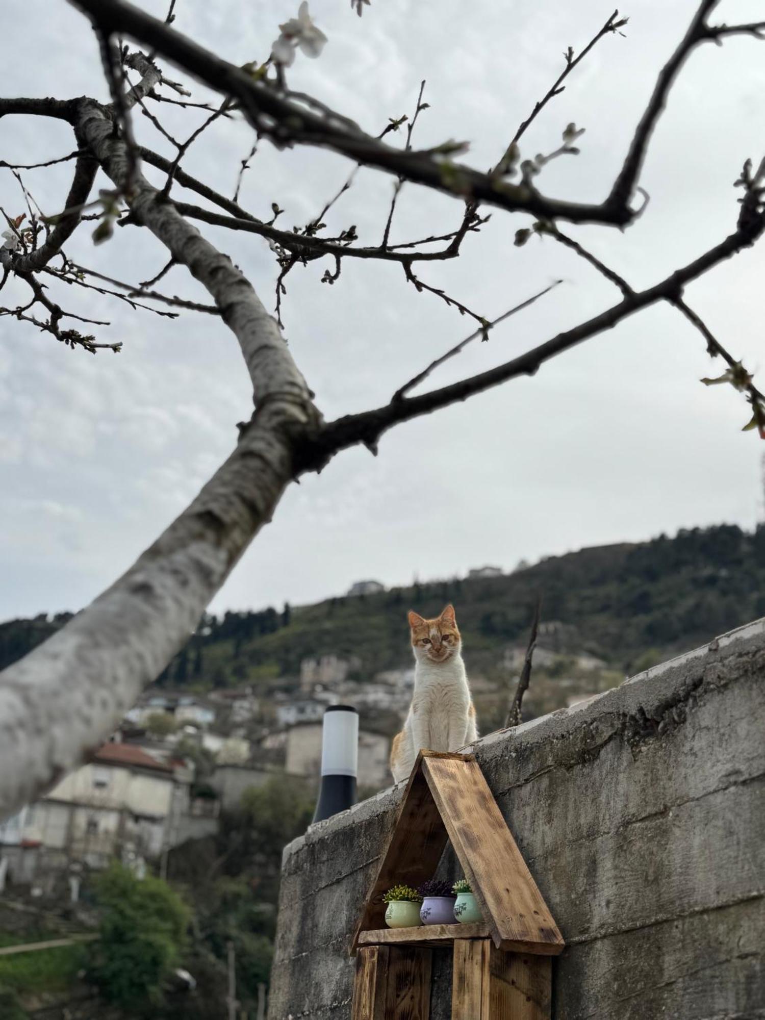 Ilvi Guesthouse Gjirokastër Esterno foto